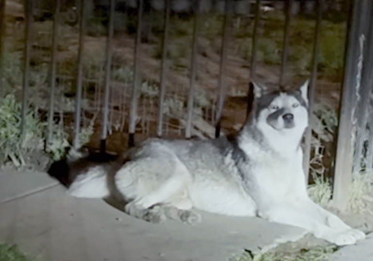 Neighborhood Bands Together for Dramatic Rescue of Husky Abandoned After Family's ICE Detention
