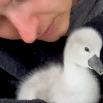 Baby Swan’s Relentless Pursuit of Cuddles Captivates Hearts Worldwide