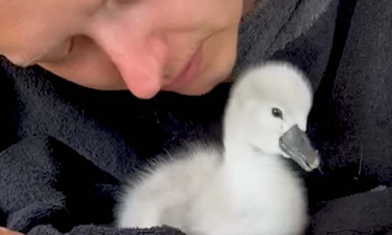 Baby Swan’s Relentless Pursuit of Cuddles Captivates Hearts Worldwide