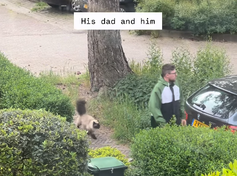 Cat's Loyal Escort for Dad Before He Heads Out Goes Viral, Touches Millions