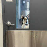 Regina Husky Mix Stages Daring Daycare Break-In After Skipping Vet Visit