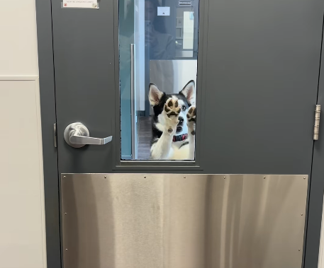 Regina Husky Mix Stages Daring Daycare Break-In After Skipping Vet Visit