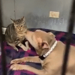 Bonded Duo Touches Hearts: Senior Pit Bull and Kitten Surrendered Together in Chicago