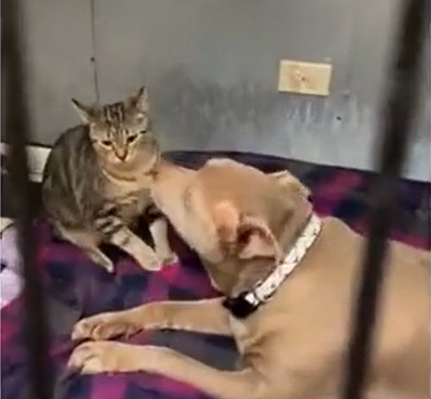 Bonded Duo Touches Hearts: Senior Pit Bull and Kitten Surrendered Together in Chicago