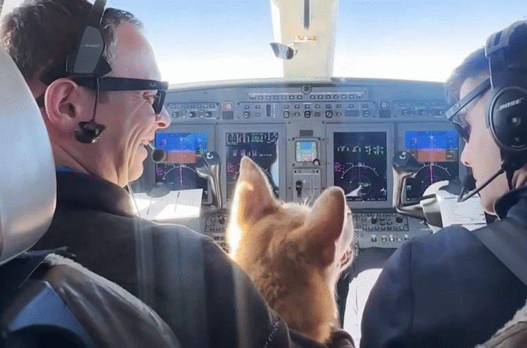 Shelter Dog's Dream Escape: 6 Years Forgotten, Then Private Jet to Vegas Luxury