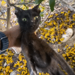 Three-Legged Cat Shay's Stunning Glow-Up: From Rotting Stray to Global Therapy Hero