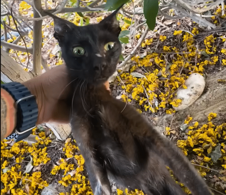 Three-Legged Cat Shay's Stunning Glow-Up: From Rotting Stray to Global Therapy Hero