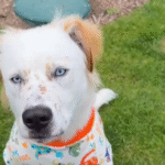 Reggie the Rescue Mutt: Dog's Epic 15-Breed Mix Stealing Hearts Online