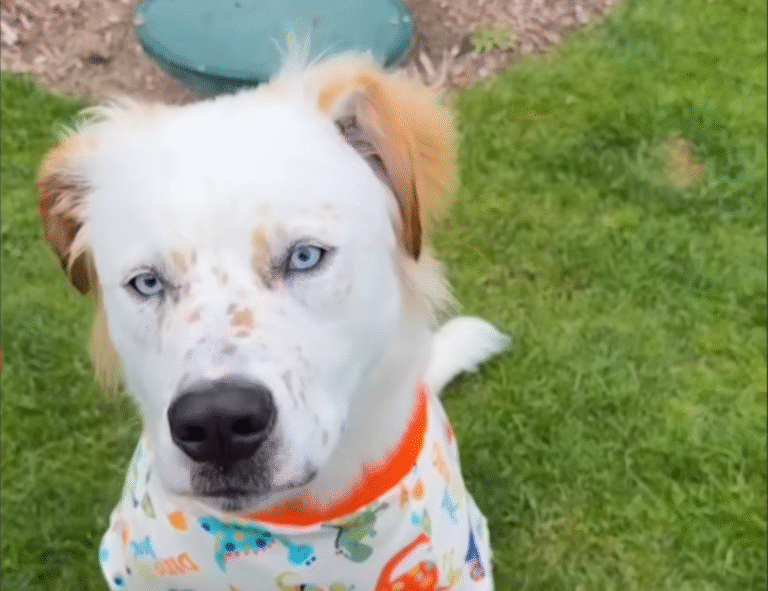 Reggie the Rescue Mutt: Dog's Epic 15-Breed Mix Stealing Hearts Online