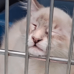 Shelter Kitten Bug's Panic Attacks Fail to Derail His Path to Family Fame