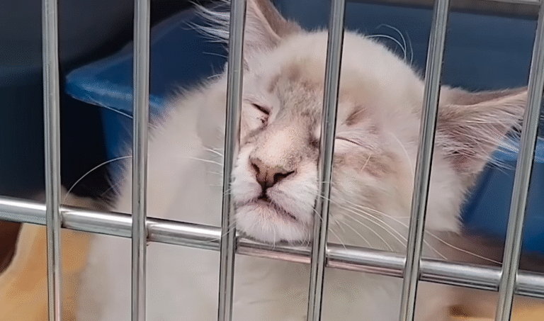 Shelter Kitten Bug's Panic Attacks Fail to Derail His Path to Family Fame