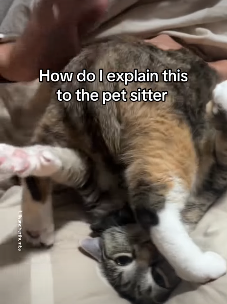 Tabby Cat's Flipped-Out Petting Ritual Sparks Viral Laughter Frenzy