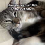 Tabby Cat's Flipped-Out Petting Ritual Sparks Viral Laughter Frenzy