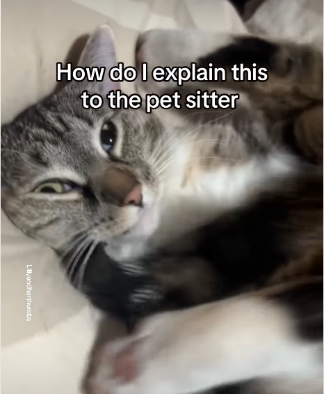 Tabby Cat's Flipped-Out Petting Ritual Sparks Viral Laughter Frenzy