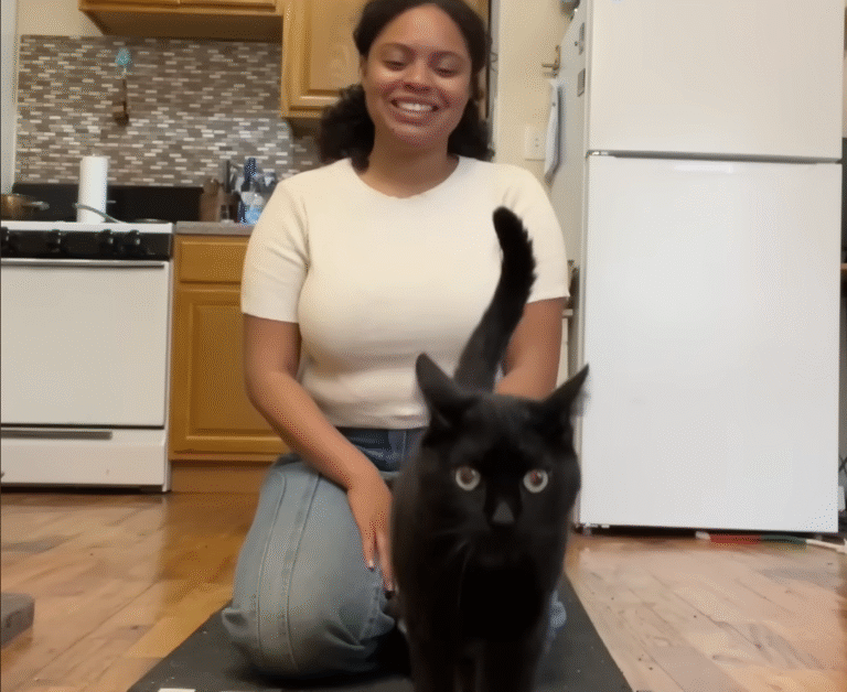 Archie the Cat Turns Treadmill into Daily Obsession, Begging Owner for More