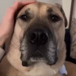 Heartbroken Tank the Big Doggo's Fierce Loyalty to Dad Leaves Mom in the Cold