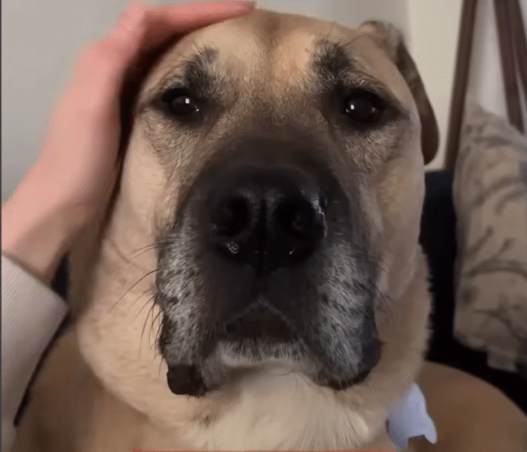 Heartbroken Tank the Big Doggo's Fierce Loyalty to Dad Leaves Mom in the Cold