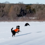 Wild Crow Forges Unbreakable Bond with Woman's Family Over Two Years