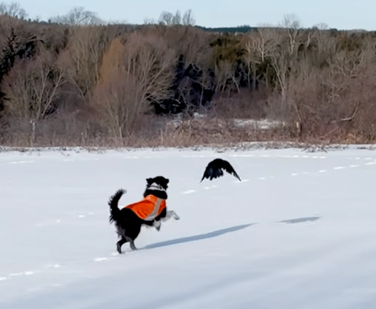Wild Crow Forges Unbreakable Bond with Woman's Family Over Two Years
