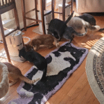Eight Cats Unleash Mealtime Mayhem in Captivating Viral Video