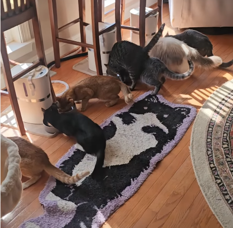 Eight Cats Unleash Mealtime Mayhem in Captivating Viral Video
