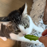 LA Cat Owner Cultivates Indoor Lettuce for Pet's Persistent Craving