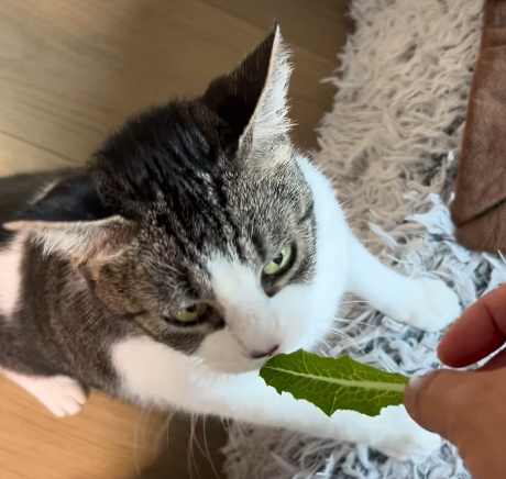 LA Cat Owner Cultivates Indoor Lettuce for Pet's Persistent Craving