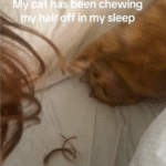 Cat's Clandestine Hair Trims Exposed: Woman's Overnight Mystery Solved