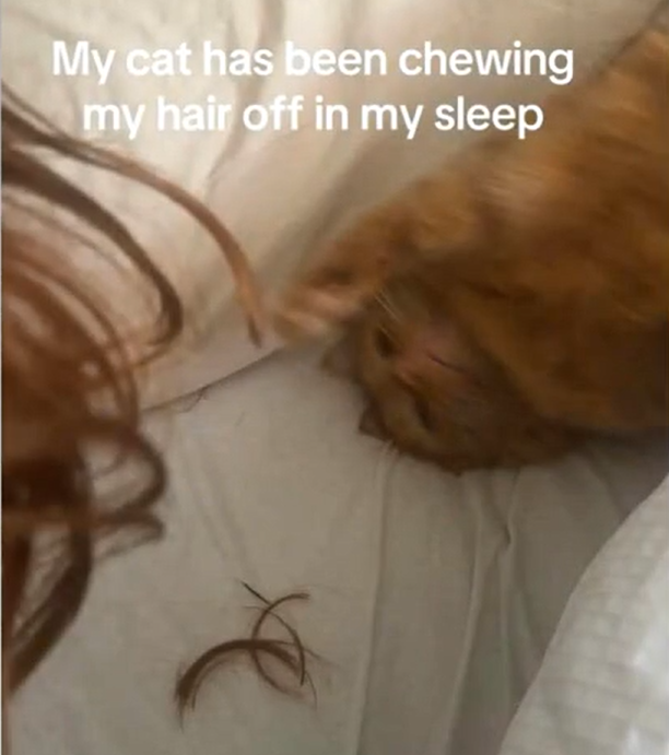 Cat's Clandestine Hair Trims Exposed: Woman's Overnight Mystery Solved