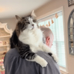 Leo the Cat Claims Dad's Shoulders as His All-Day Throne in a Viral Video