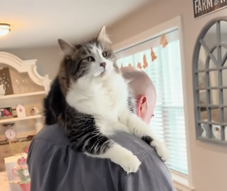 Leo the Cat Claims Dad's Shoulders as His All-Day Throne in a Viral Video