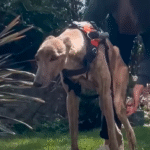 Paralyzed Racing Greyhound Defies Odds and Walks Again Thanks to Owner's Unwavering Faith