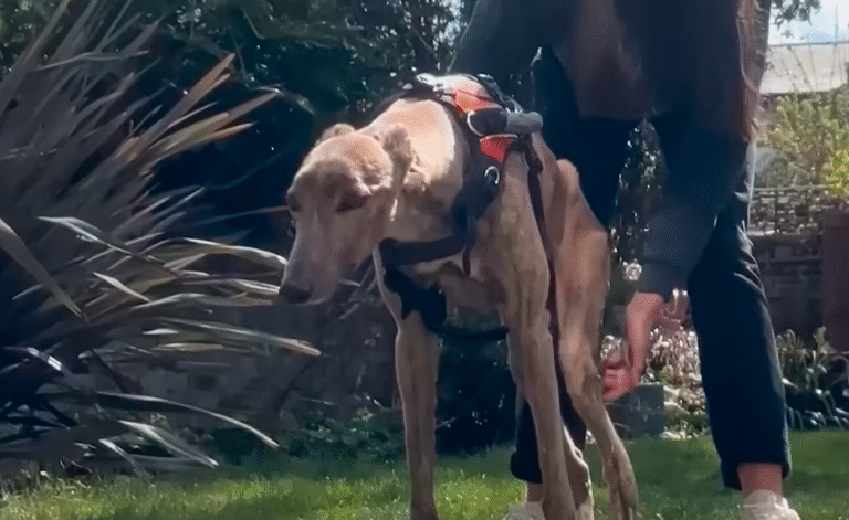 Paralyzed Racing Greyhound Defies Odds and Walks Again Thanks to Owner's Unwavering Faith