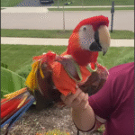 Tears Flow as Disabled Parrot Mya 'Takes Flight' in Heartwarming Milestone