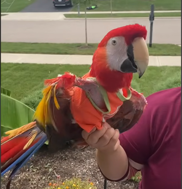 Tears Flow as Disabled Parrot Mya 'Takes Flight' in Heartwarming Milestone