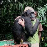 Rescued Chimpanzee Shares Emotional Hug with Jane Goodall Before Sanctuary Release