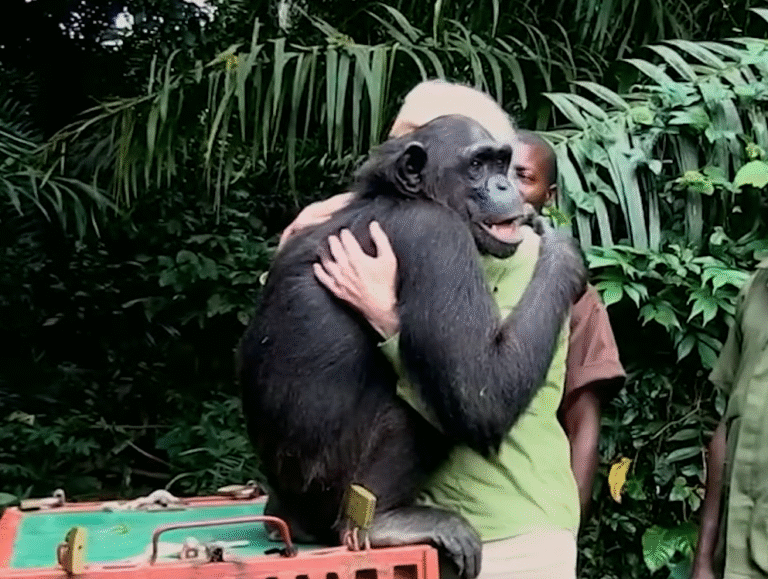 Rescued Chimpanzee Shares Emotional Hug with Jane Goodall Before Sanctuary Release