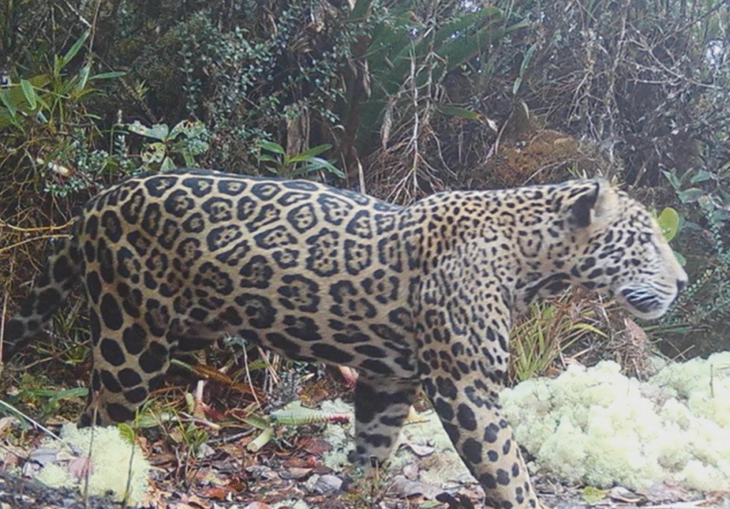 Rare Cloud Jaguar Breaks 10-Year Silence in Honduras' Sierra del Merendón