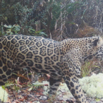 Rare Cloud Jaguar Breaks 10-Year Silence in Honduras' Sierra del Merendón