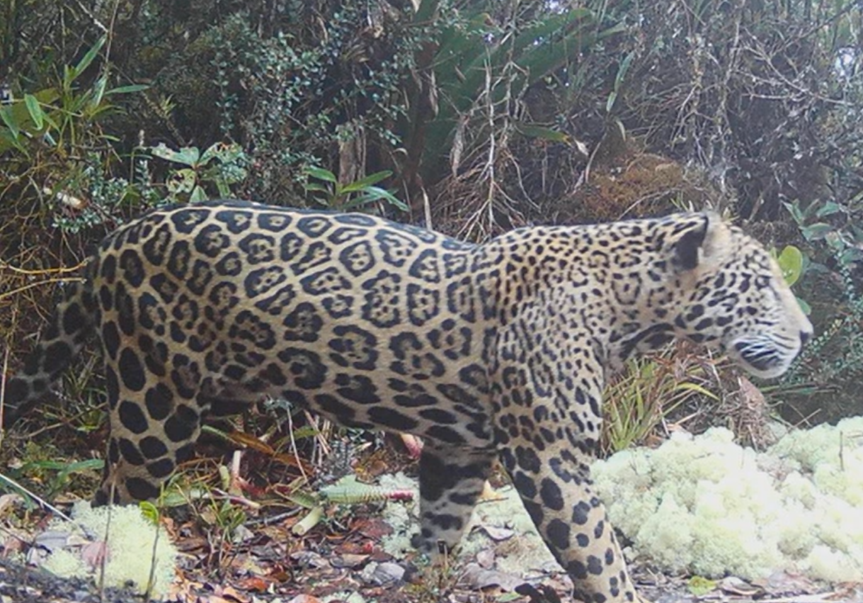 Rare Cloud Jaguar Breaks 10-Year Silence in Honduras' Sierra del Merendón