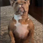 Viral Pup Gordon Steals Hearts by Patiently Waiting His Turn for Pets