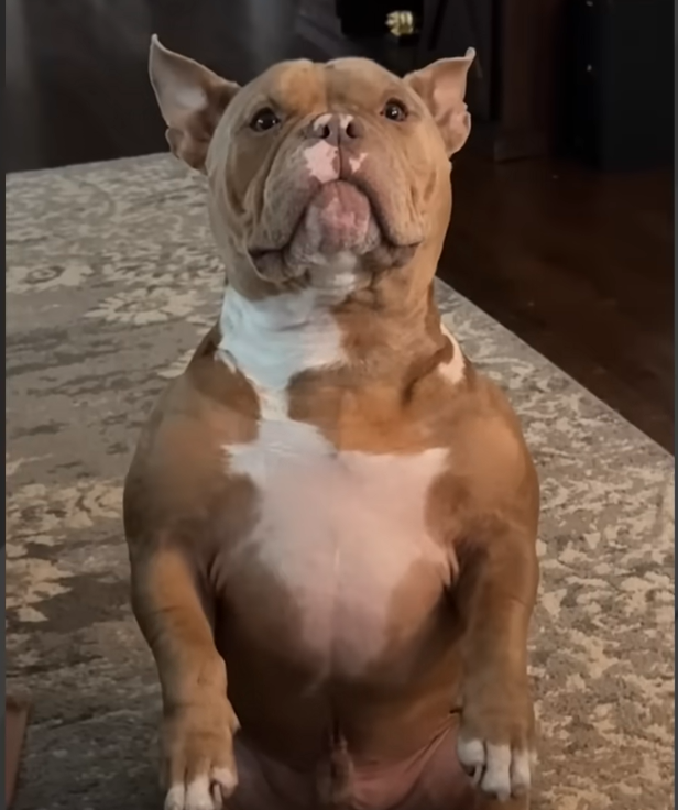 Viral Pup Gordon Steals Hearts by Patiently Waiting His Turn for Pets