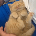 Chonkiest Kitten Battles Dwarfism, Regresses to Baby State in Miraculous Turnaround