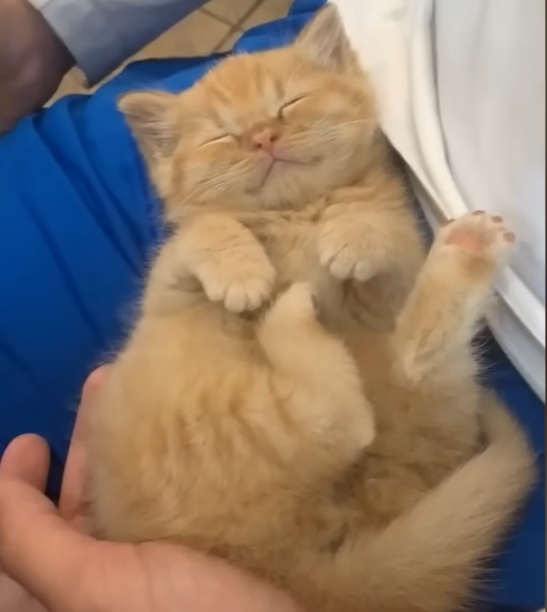 Chonkiest Kitten Battles Dwarfism, Regresses to Baby State in Miraculous Turnaround