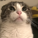 Dumped Amid Divorce, Resilient Cat Theodore Craves Nothing More Than a Hug