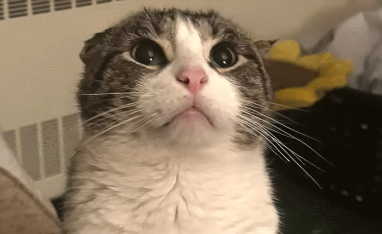 Dumped Amid Divorce, Resilient Cat Theodore Craves Nothing More Than a Hug