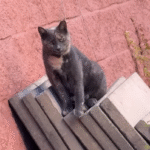 Vanessa's Compassion Saves Emaciated Stray Cat Bella from NYC Streets