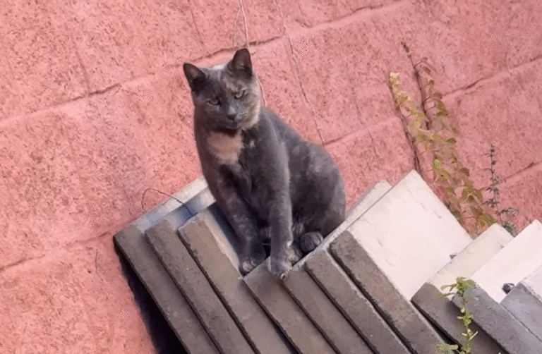Vanessa's Compassion Saves Emaciated Stray Cat Bella from NYC Streets