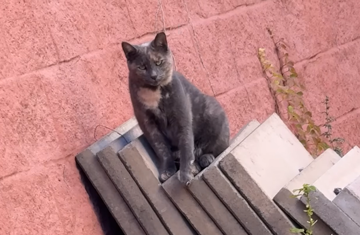 Vanessa's Compassion Saves Emaciated Stray Cat Bella from NYC Streets