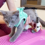 Tiny Kitten Squid Masters Walking with Vets' Clever LEGO Exoskeleton